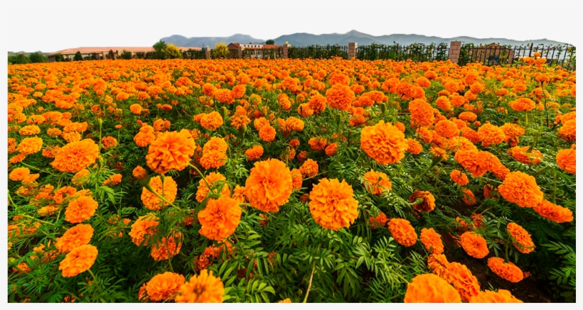 245-2457433_flower-field-png-marigold-flor1695441549.png