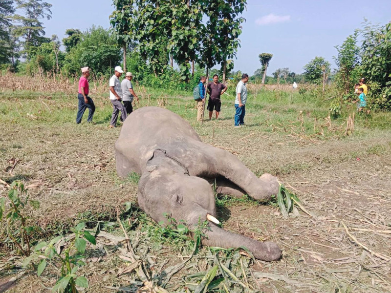 बराह क्षेत्रमा जंगली हात्ती मृत फेला