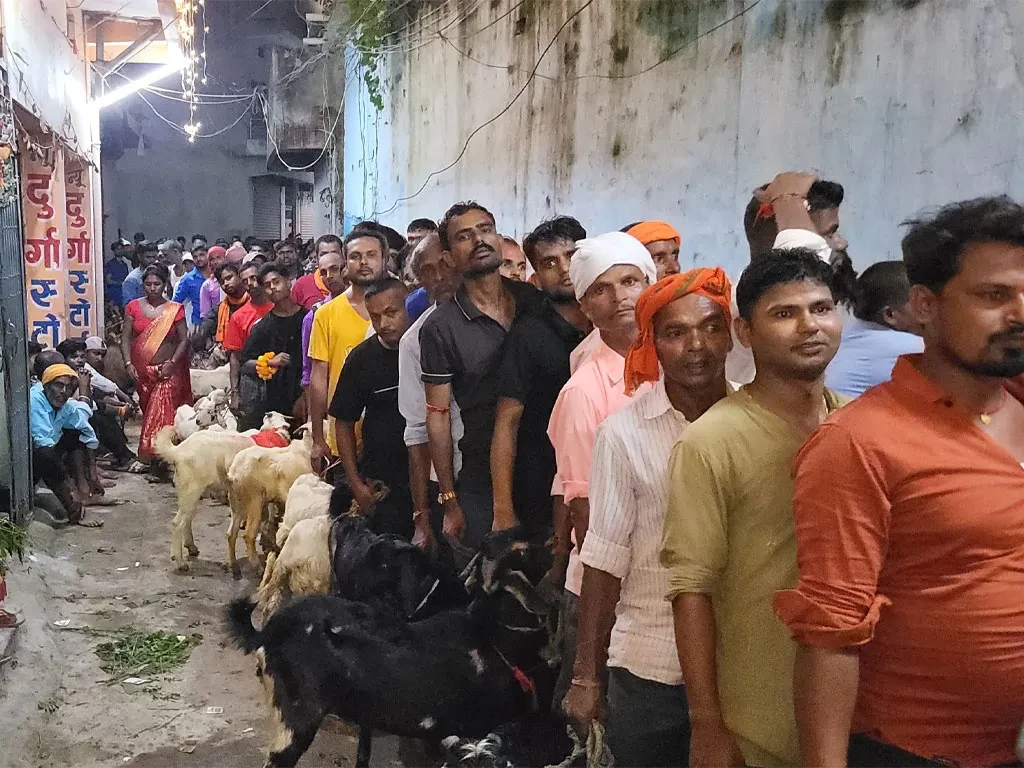 राजदेवीमा १५ हजार बोकाको बलि