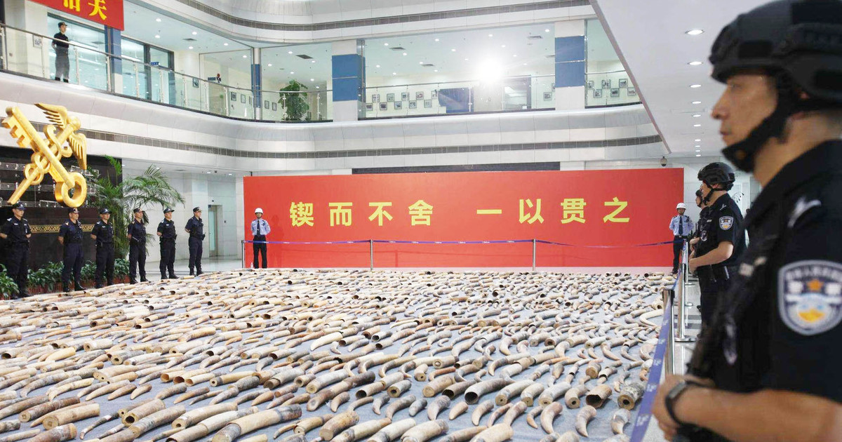 चीनमा वन्यजन्तु अपराधमा संलग्न ९० हजार जना पक्राउ