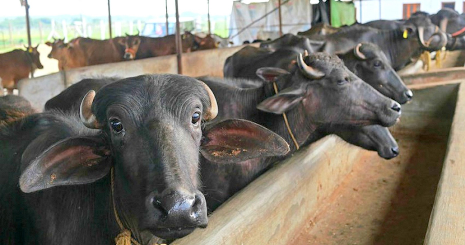 ४ करोड लगानीमा पशुपालन, मासिक १५ लाख आम्दानी