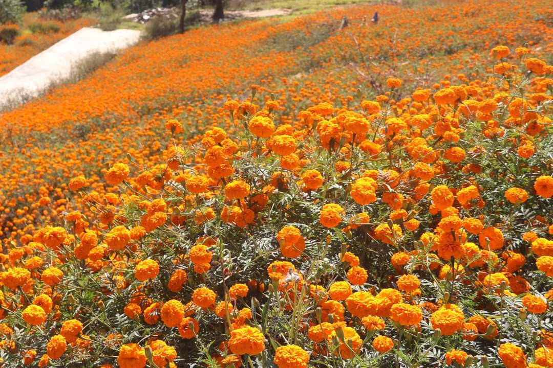 ढकमक्क फुलेको सयपत्री