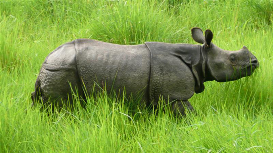गैँडाको आक्रमणमा परी दुई घाइते