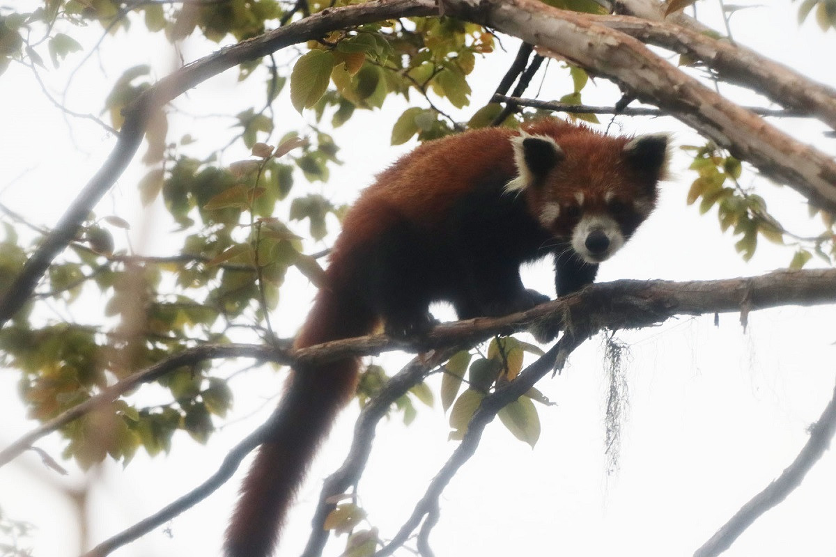 Red_panda_nepal11684332506.JPG