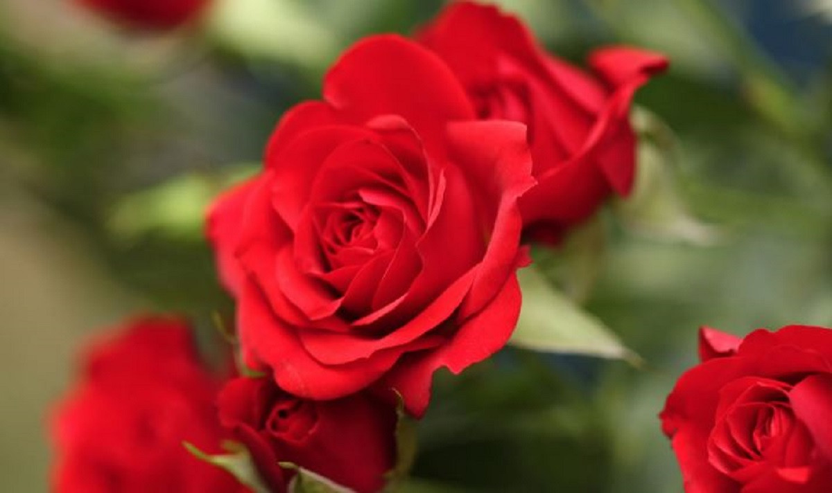 प्रेम दिवसमा ३ लाख ५० हजार स्टिम गुलाफको माग