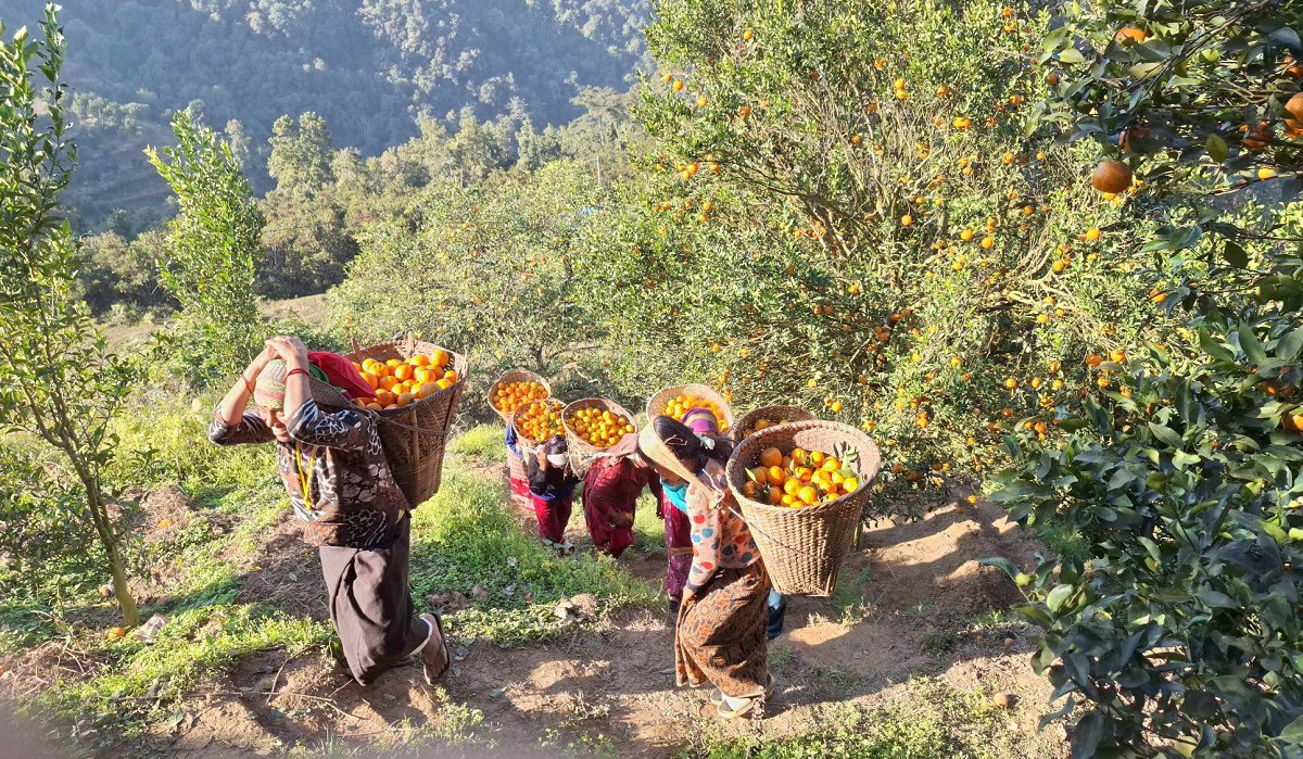 विश्वबहादुरको एउटै बगानमा फल्यो ७५ लाखको सुन्तला