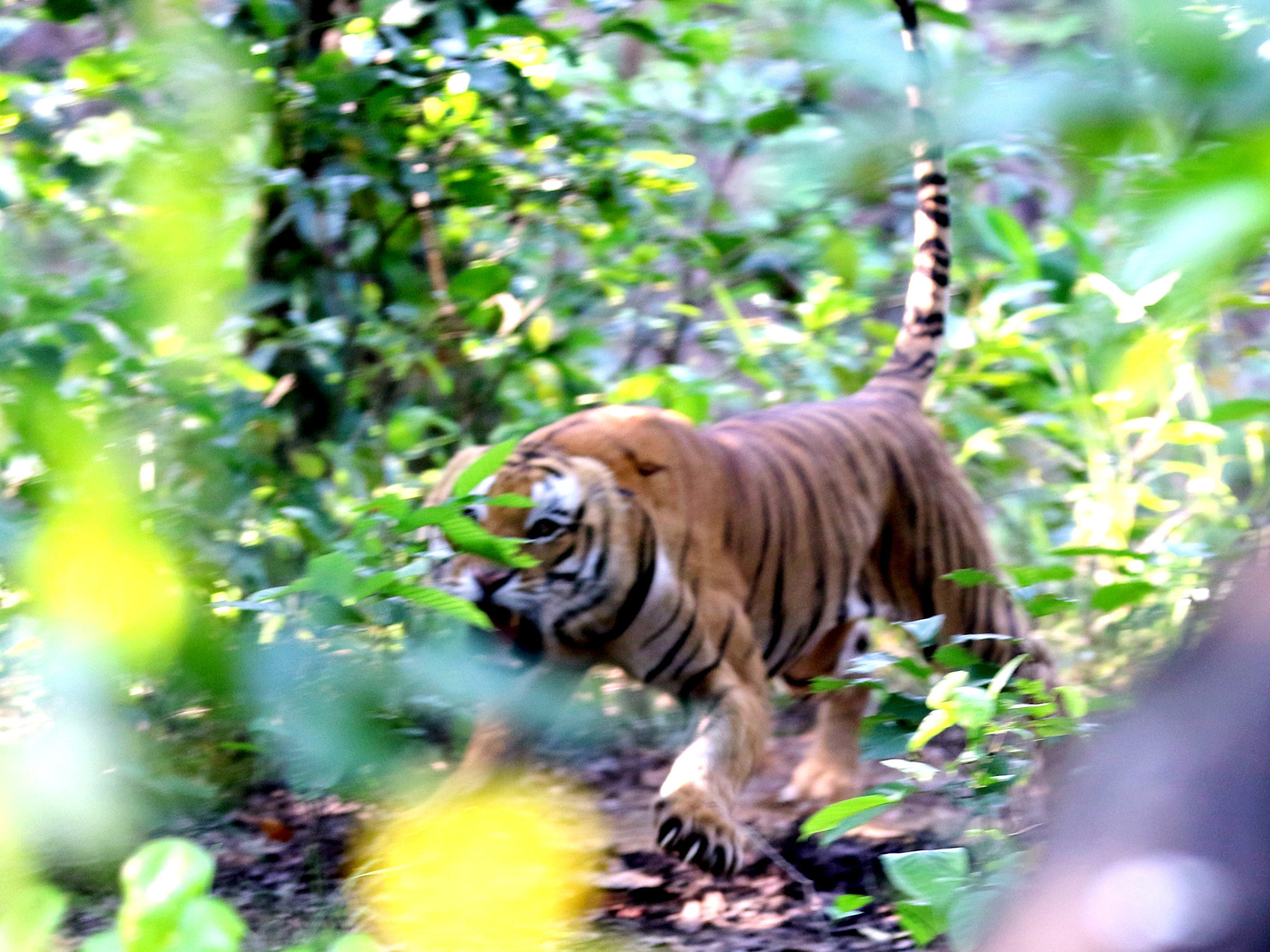 पर्सामा बाघको आक्रमणबाट युवकको मृत्यु