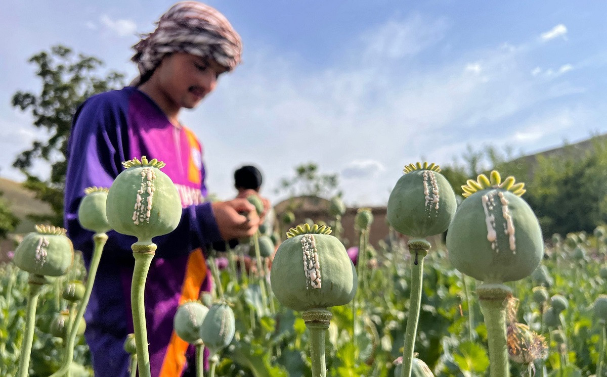 अफगानिस्तानमा ८० एकड क्षेत्रफलमा लगाइएको अफिम खेती नष्ट