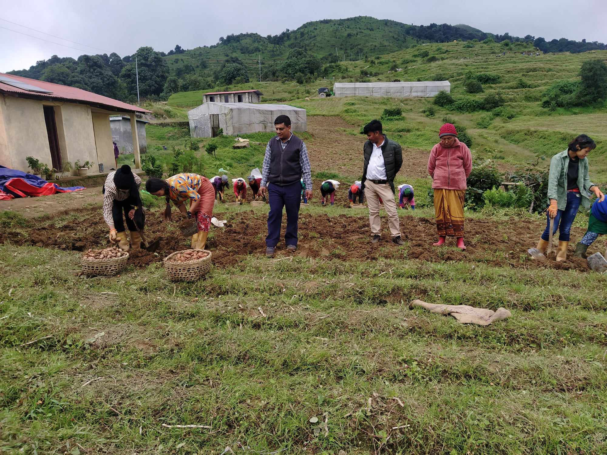 इलामको माईजोगमाई आलु उत्पादनको हब बन्दै