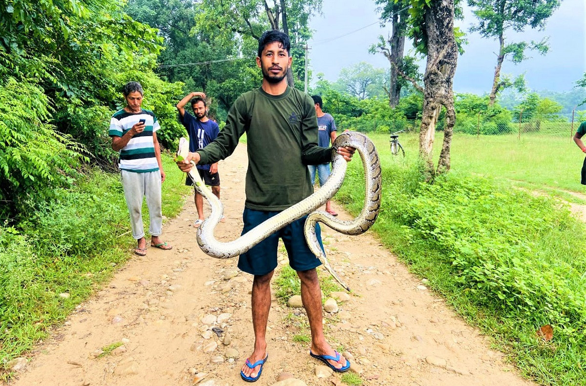 घरको आँगनबाट अजिङ्गर उद्धार