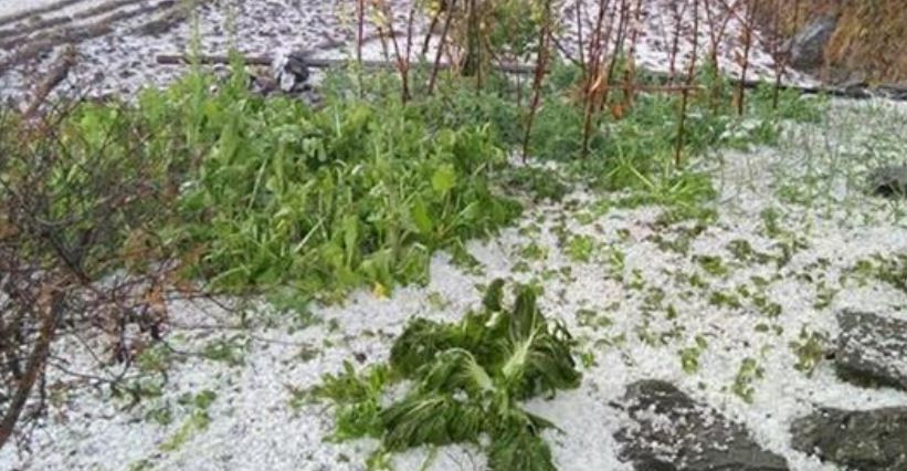 झापामा हावाहुरीसहितको असिनाले क्षति