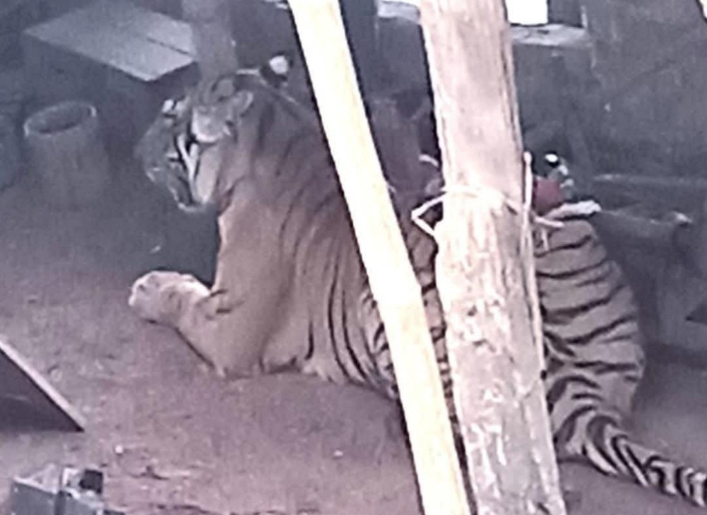 सप्तरीको फत्तेपुरम बस्तीमा पस्यो बाघ, आक्रमणमा तीन जना घाइते
