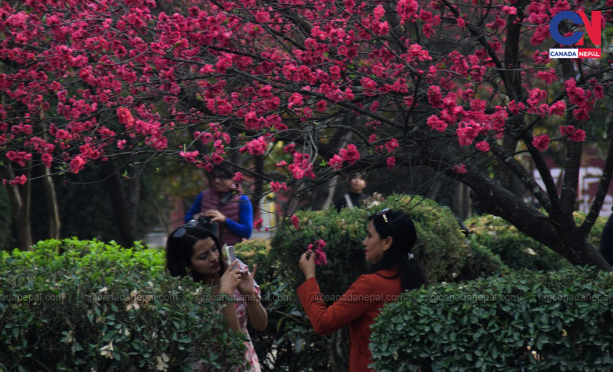 बसन्त ऋतुको आगमनमा रंगिएको काठमाडौँ [तस्बिर कथा]