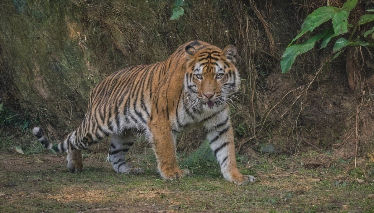 कैलालीमा पाटेबाघ र चितुवा संरक्षणमा चुनौती