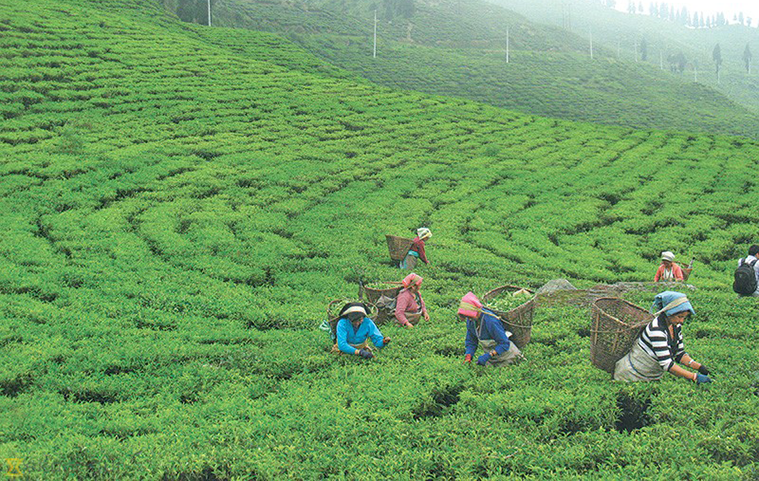 चिया निर्यातसम्बन्धी स्पष्ट नीतिको माग