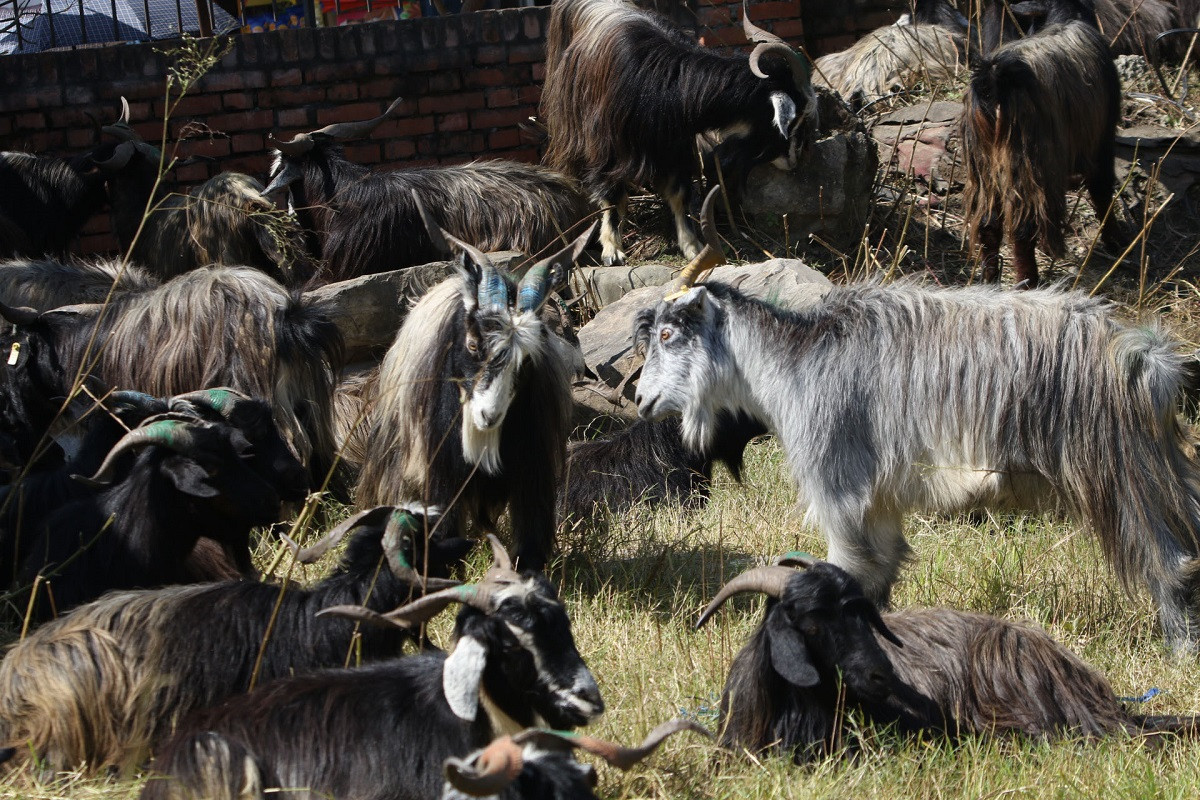 chyangra_dashain_rssphoto2-1697635886.JPG