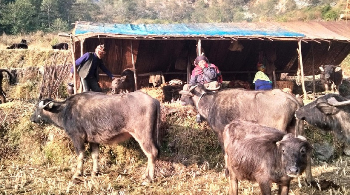 गाईभैंसीमा ‘लम्पि स्किन’ समस्या