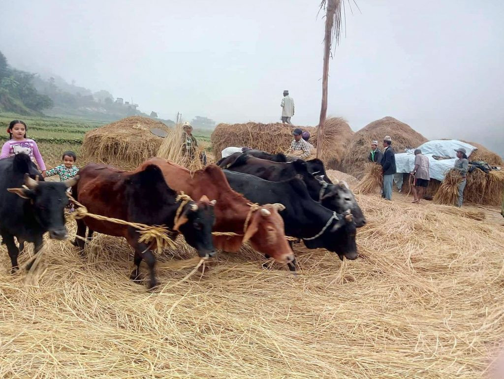 आधुनिक यन्त्रका कारण दाइँ गर्ने परम्परा लोप हुँदै