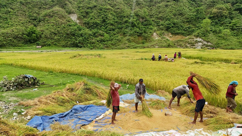 किसानलाई चैते धान थन्क्याउने चटारो