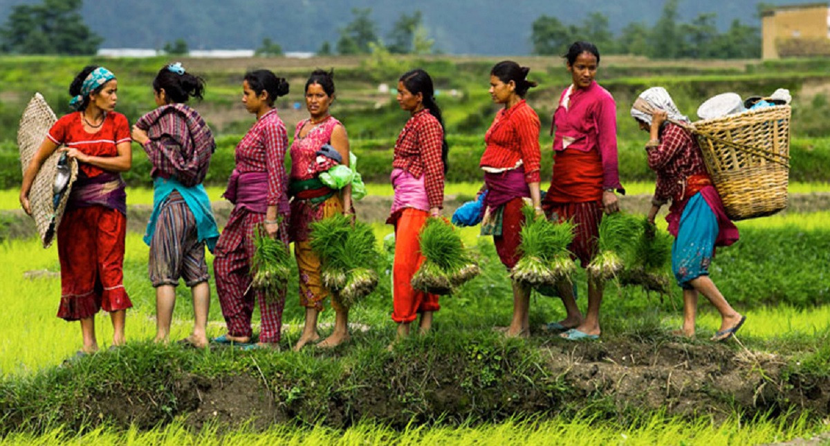 देशभर ८७ प्रतिशत भूभागमा धान रोपाइँ, गत वर्षभन्दा कम