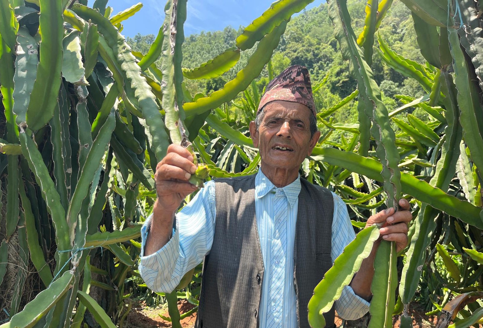७७ वर्षीय बालकृष्णको ड्रागन फ्रुट खेती, वार्षिक १० लाख आम्दानी