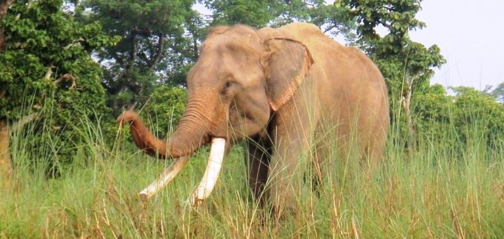 झापामा ९ महिनामा हात्तीको आक्रमणबाट १२ जनाको मृत्यु, १३ घाइते