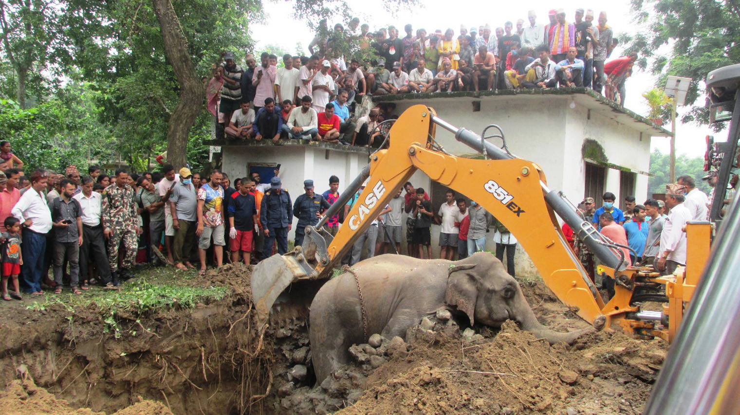 elephant_dead_nepal_rssphoto11692277301.jpg