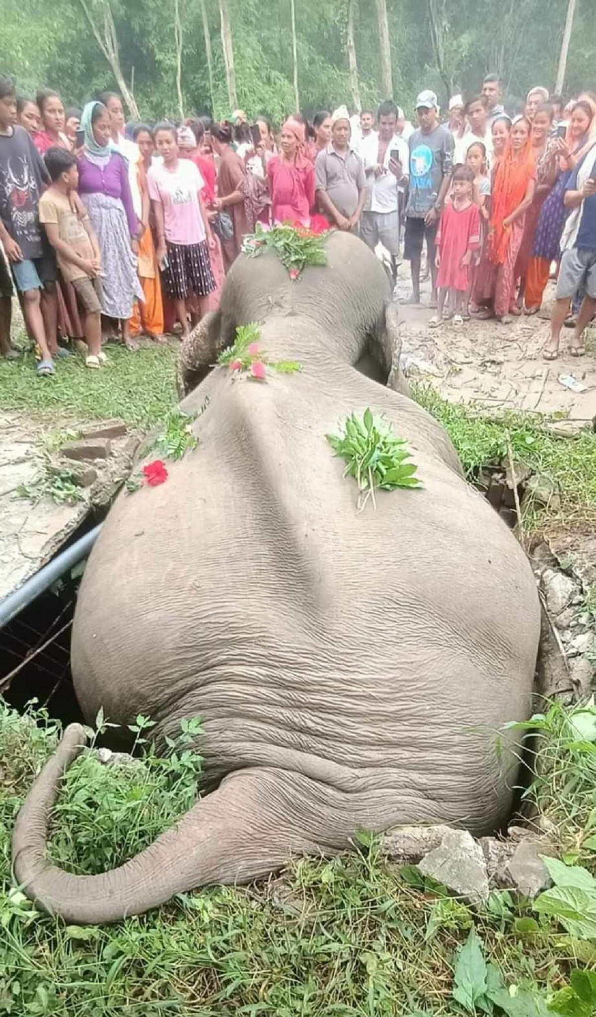 elephant_dead_nepal_rssphoto31692278262.jpg