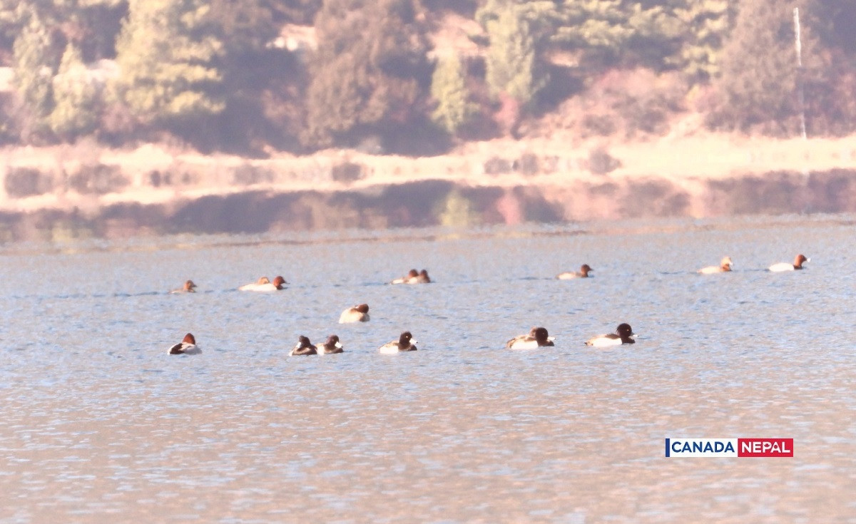 guest-bird-in-Rara-lake-in-Nepal_cnnepal14-1706016510.jpg