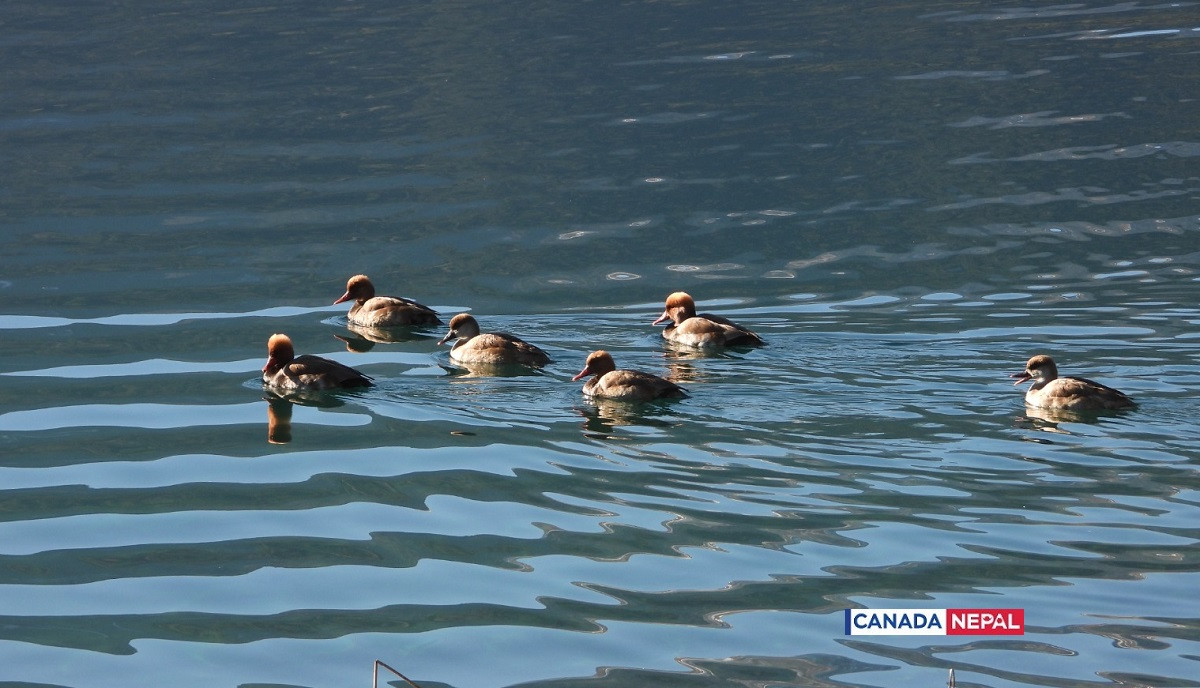 guest-bird-in-Rara-lake-in-Nepal_cnnepal15-1706016514.jpg