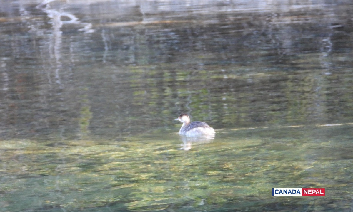 guest-bird-in-Rara-lake-in-Nepal_cnnepal2-1706016502.jpg