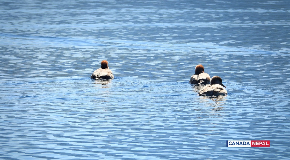 guest-bird-in-Rara-lake-in-Nepal_cnnepal5-1706016502.jpg