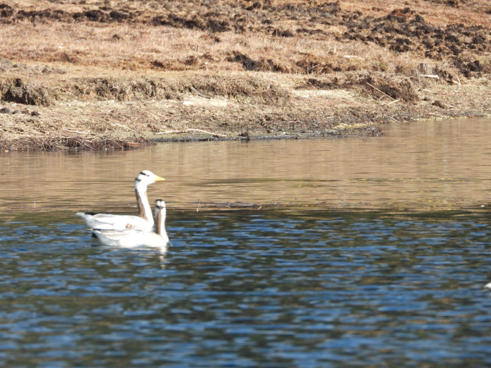 guest-bird-in-Rara-lake-in-Nepal_cnnepal6-1706016516.jpg