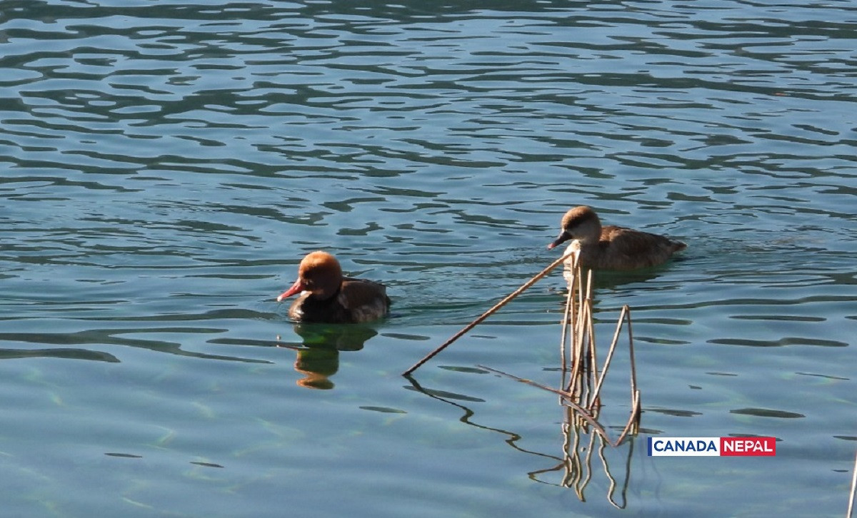 guest-bird-in-Rara-lake-in-Nepal_cnnepal7-1706016504.jpg