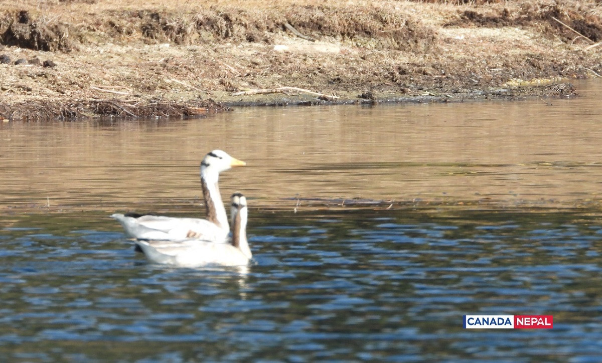 guest-bird-in-Rara-lake-in-Nepal_cnnepal8-1706016504.jpg