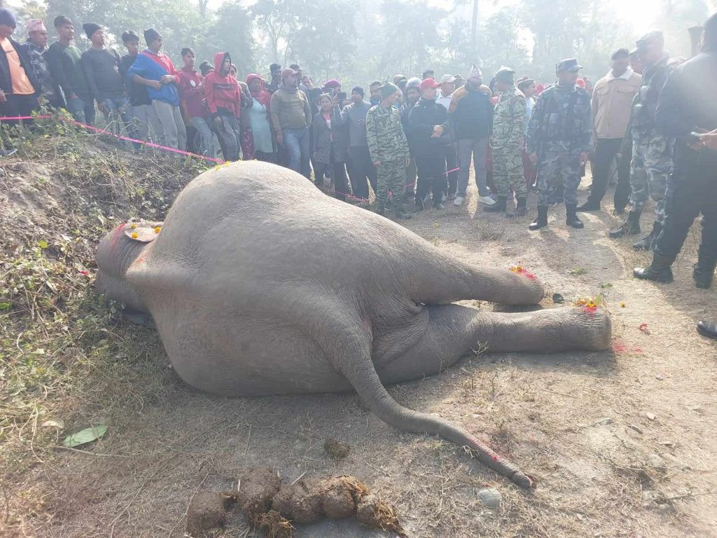 हात्तीको आक्रमणबाट माउतेको मृत्यु