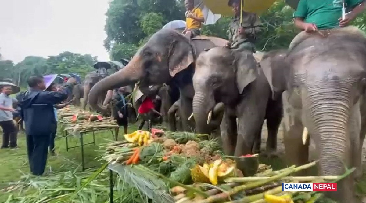 सौराहामा हात्तीलाई वनभोज  [तस्बिरहरु]