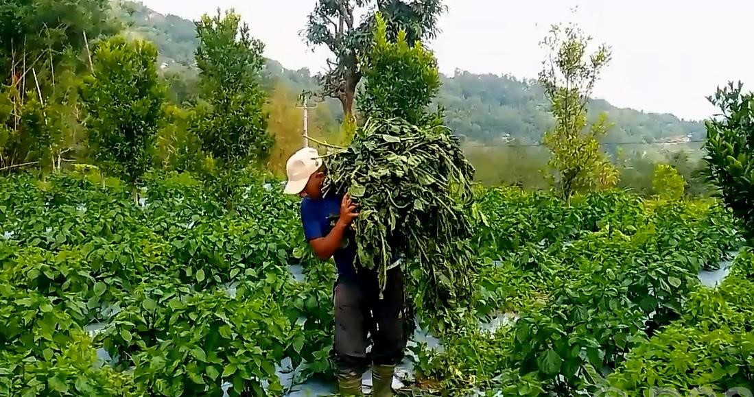 हुरीले अकबरे खुर्सानीमा क्षति पुर्याएपछि किसान चिन्तित