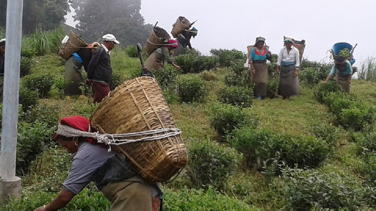 चिया निर्यात गरेर बर्सेनि ३ करोड विदेशी मुद्रा आम्दानी