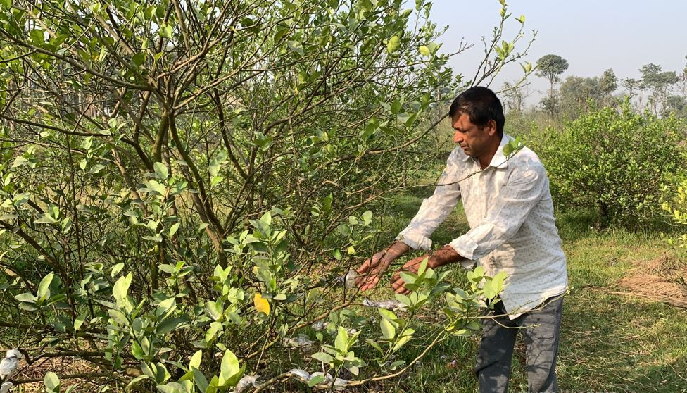 कागतीखेतीबाट वार्षिक २० लाख आम्दानी गर्दै मोरङका एक किसान 