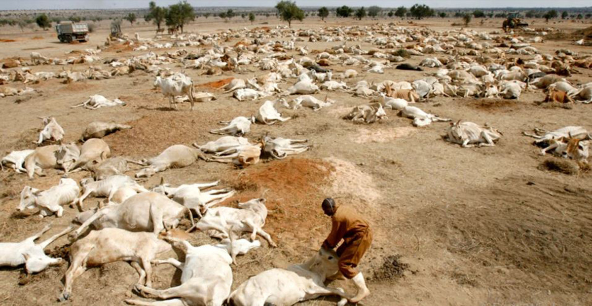 केन्यामा खडेरीका कारण २६ लाख १० हजार पशुचौपायाको मृत्यु