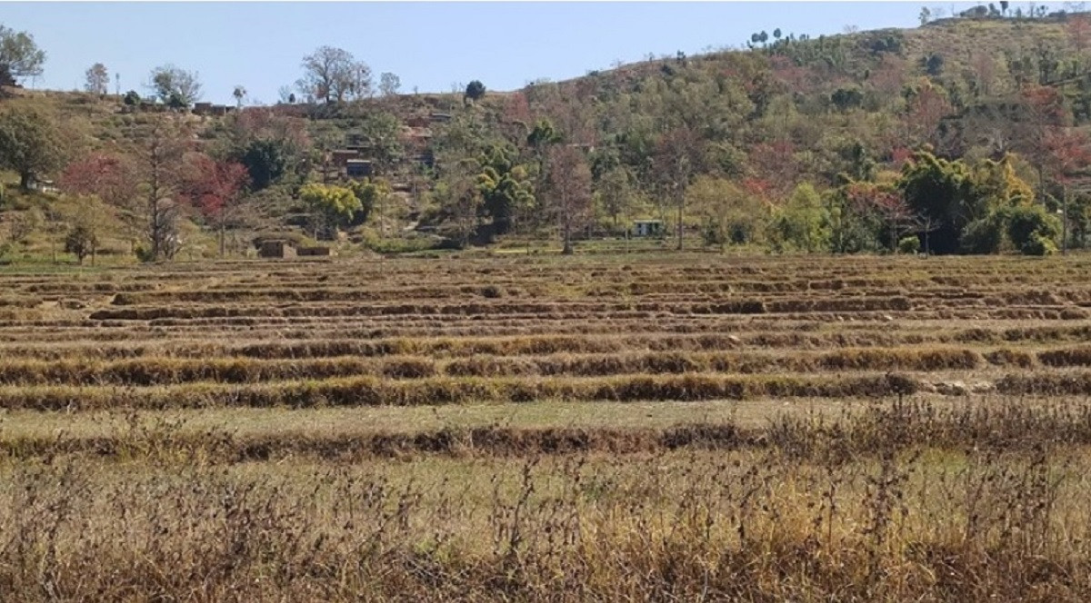 खडेरीले हिउँदेबाली सुकेर नष्ट भएपछि चिन्तित कृषक