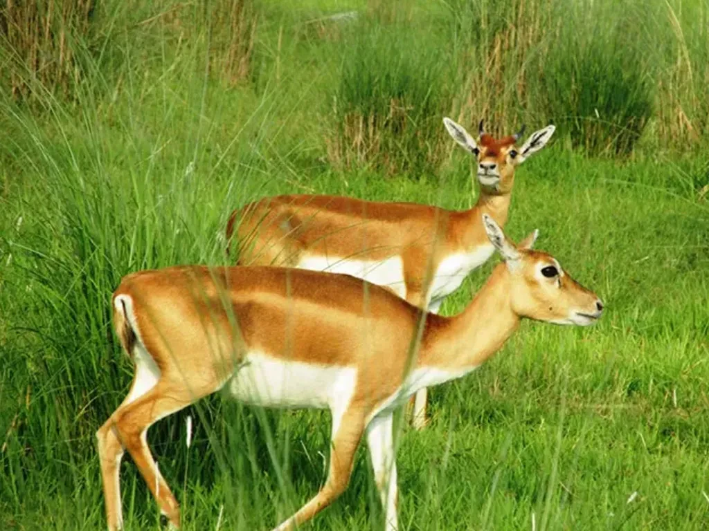 कृष्णसारको आहाराका लागि संरक्षण क्षेत्रभित्रै मौसमीखेती