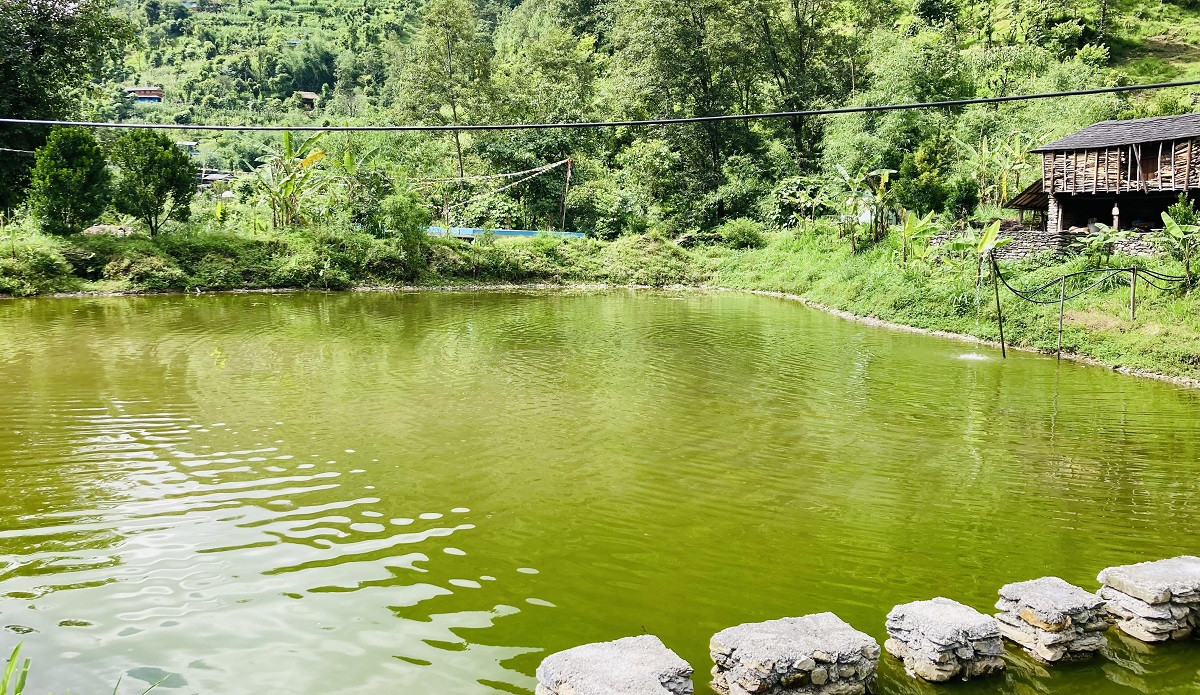 कृषिमा रमाउँदै लाहुरे गुरुङ, वार्षिक ४ लाखसम्म बचत