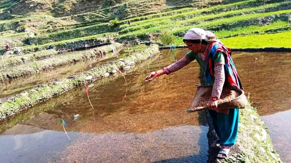 कालीमार्सी धानको बीउ राख्न जुम्लामा सार्वजनिक बिदा