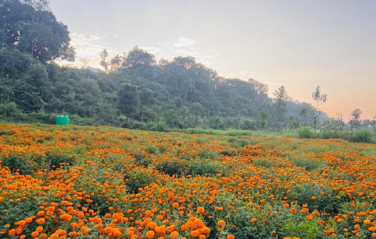 सयपत्री फूलखेतीको लागि ‘हब’ बन्दै तनहुँ