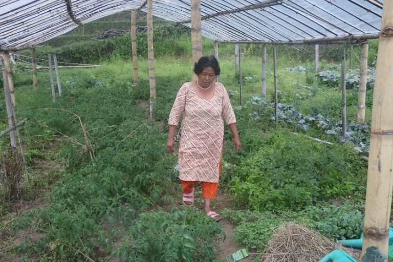 उद्यमशील मायादेवीको लोभलाग्दो जैविक तरकारी खेती