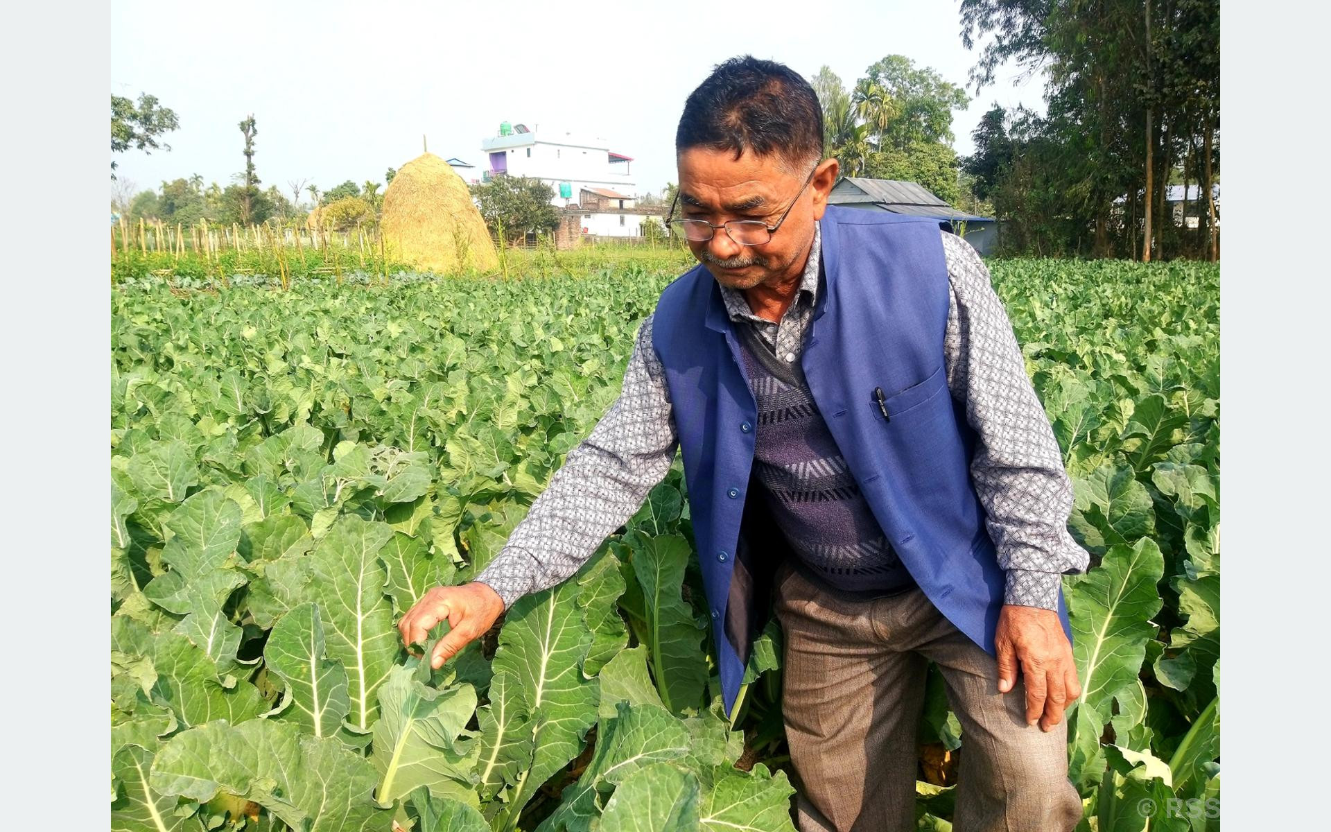 तरकारी खेतीले फेरिएको जिन्दगी