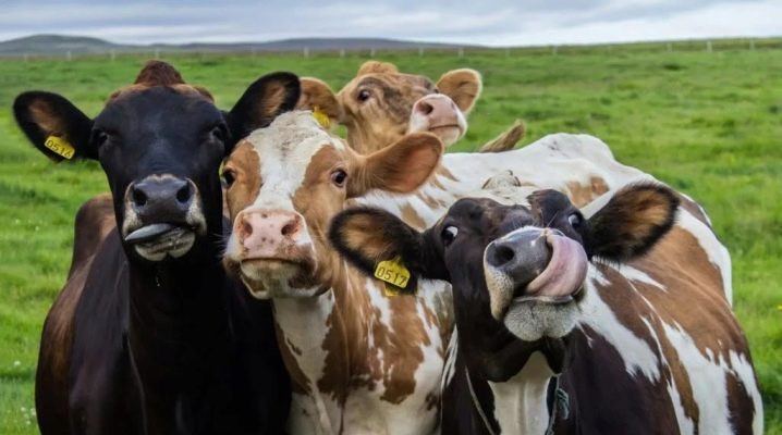 गाई संरक्षण महायज्ञबाट नौ लाख ६७ हजार सङ्कलन