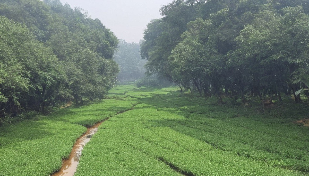 nepals-terai-region-forest-area2-1707839574.jpg